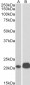 Goat Anti-CD3E Antibody (internal region)